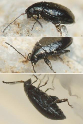 Phyllotreta atra